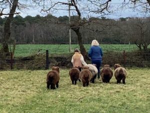 Sheep Herding