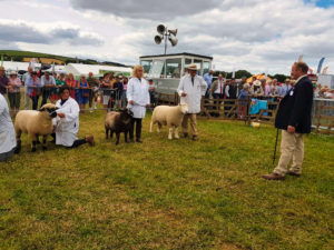 Sheep Showing